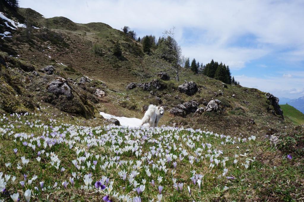 Myapart Jochberg Exteriér fotografie